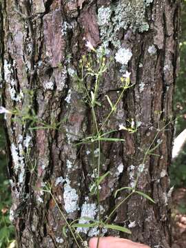 Image of Houstonia longifolia var. tenuifolia (Nutt.) Alph. Wood