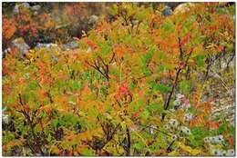 Image of Sicilian sumac