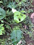 Image of Adanson's monstera