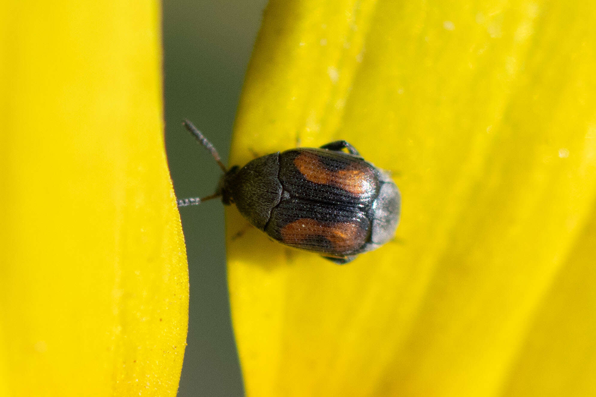 Image of Leaf beetle