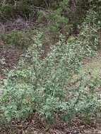 Image of Texas barberry