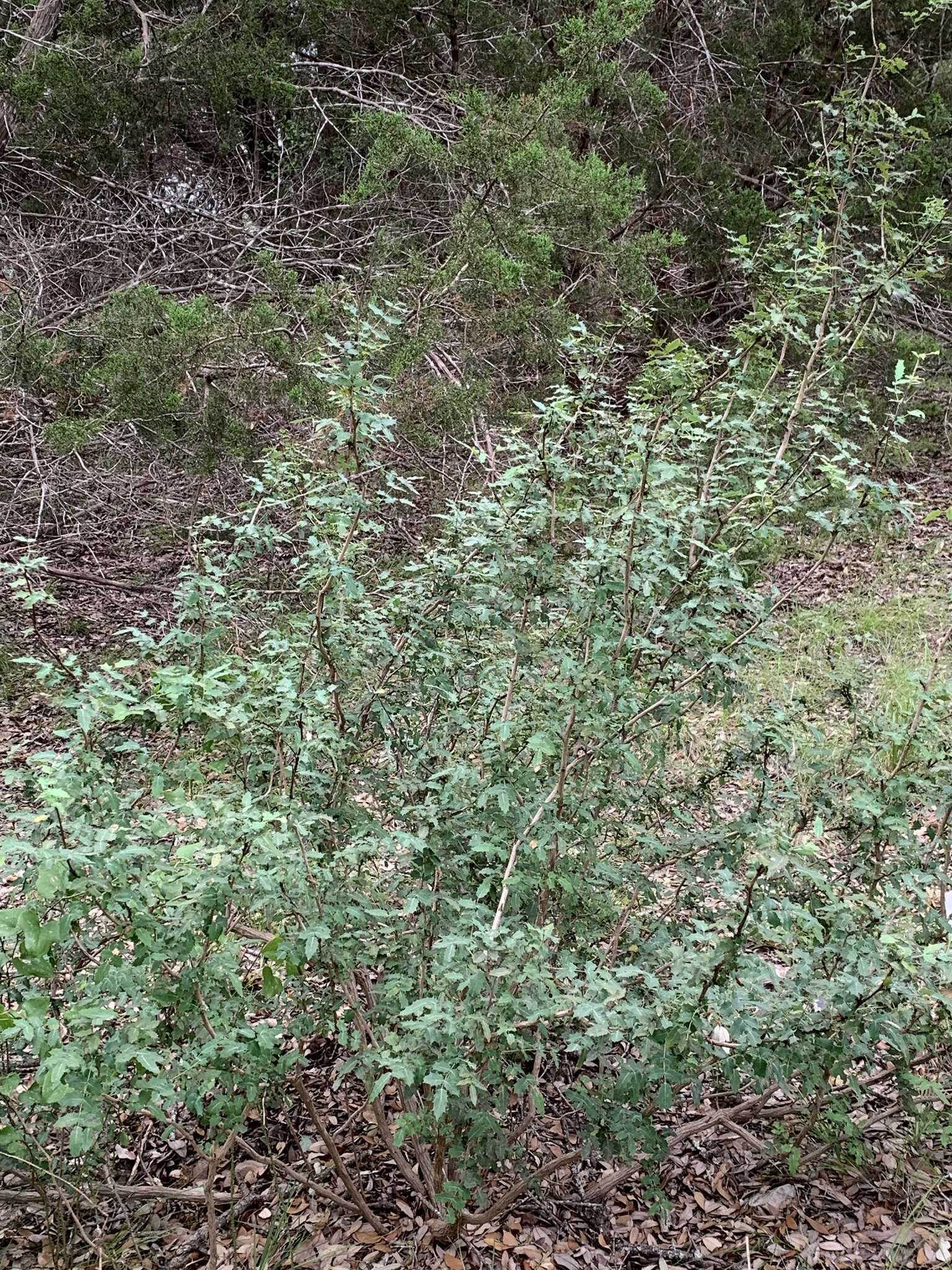 Image of Texas barberry