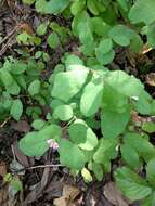 Image of creeping snowberry