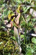 Image of Bow-lip spider orchid