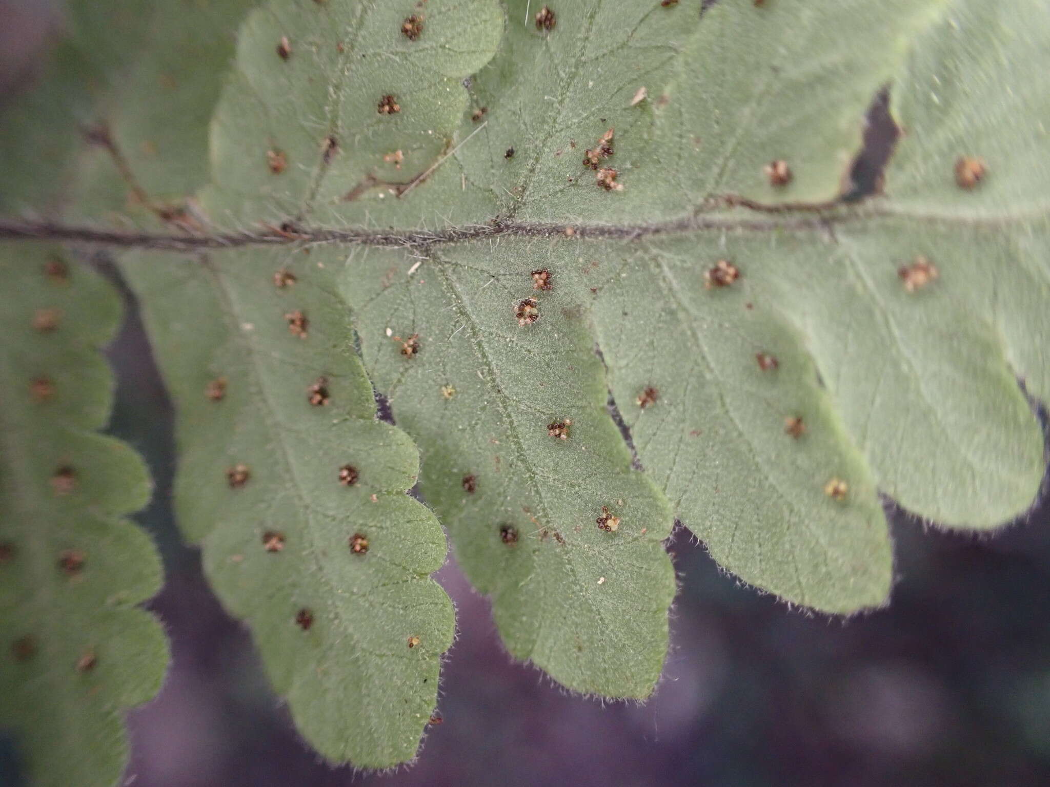 Image of Goniopteris pellita (Willd.) A. R. Sm.