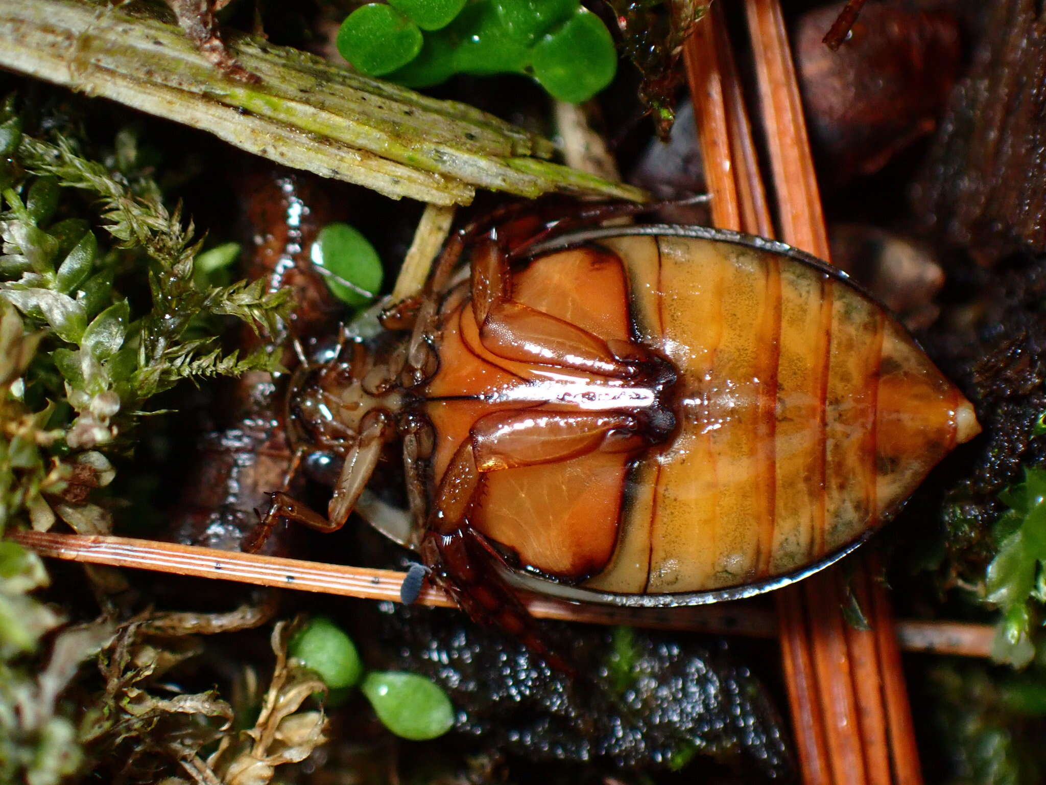 Plancia ëd Acilius (Acilius) sylvanus Hilsenhoff 1975