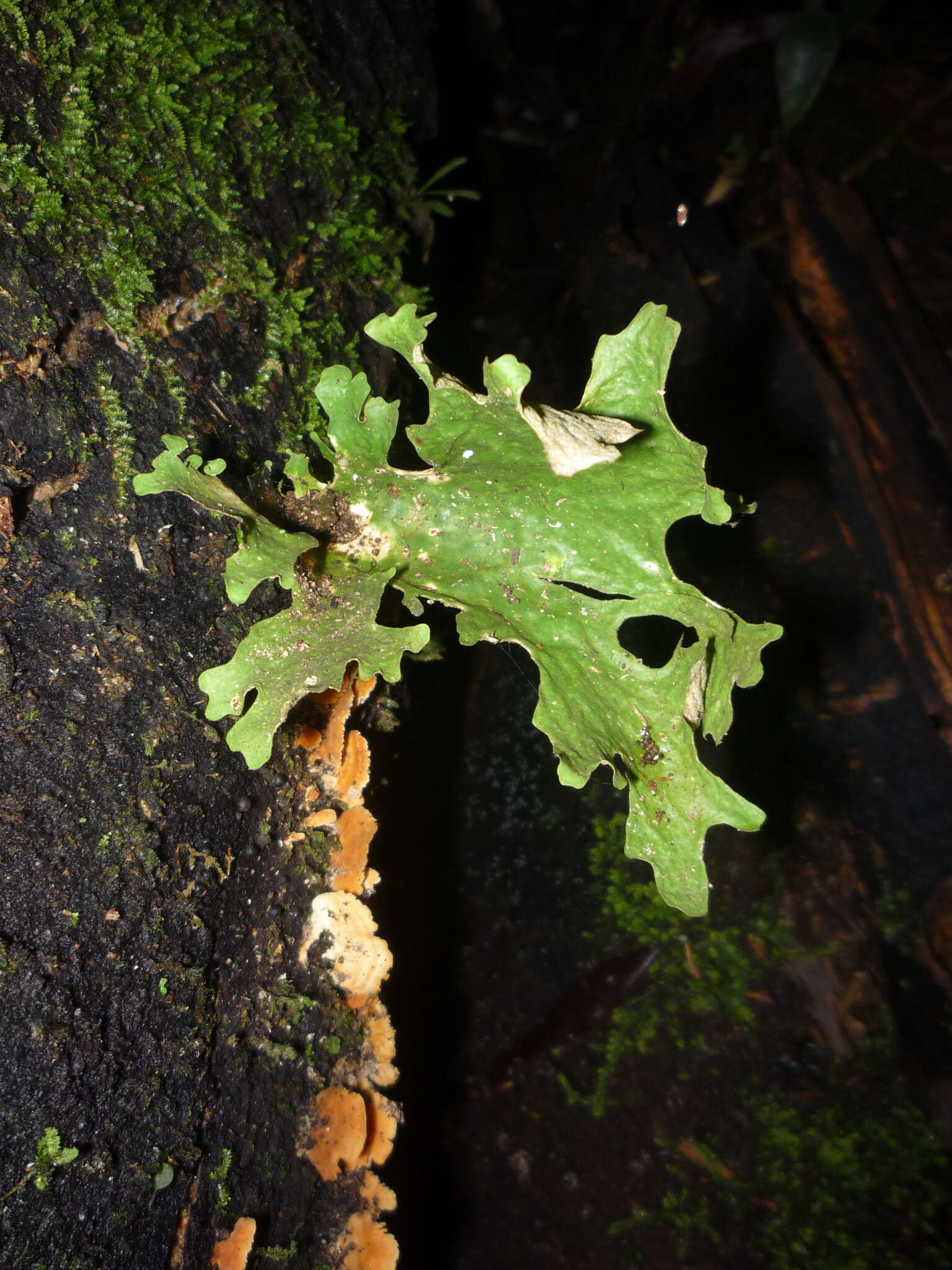 Image of Sticta latifrons A. Rich.