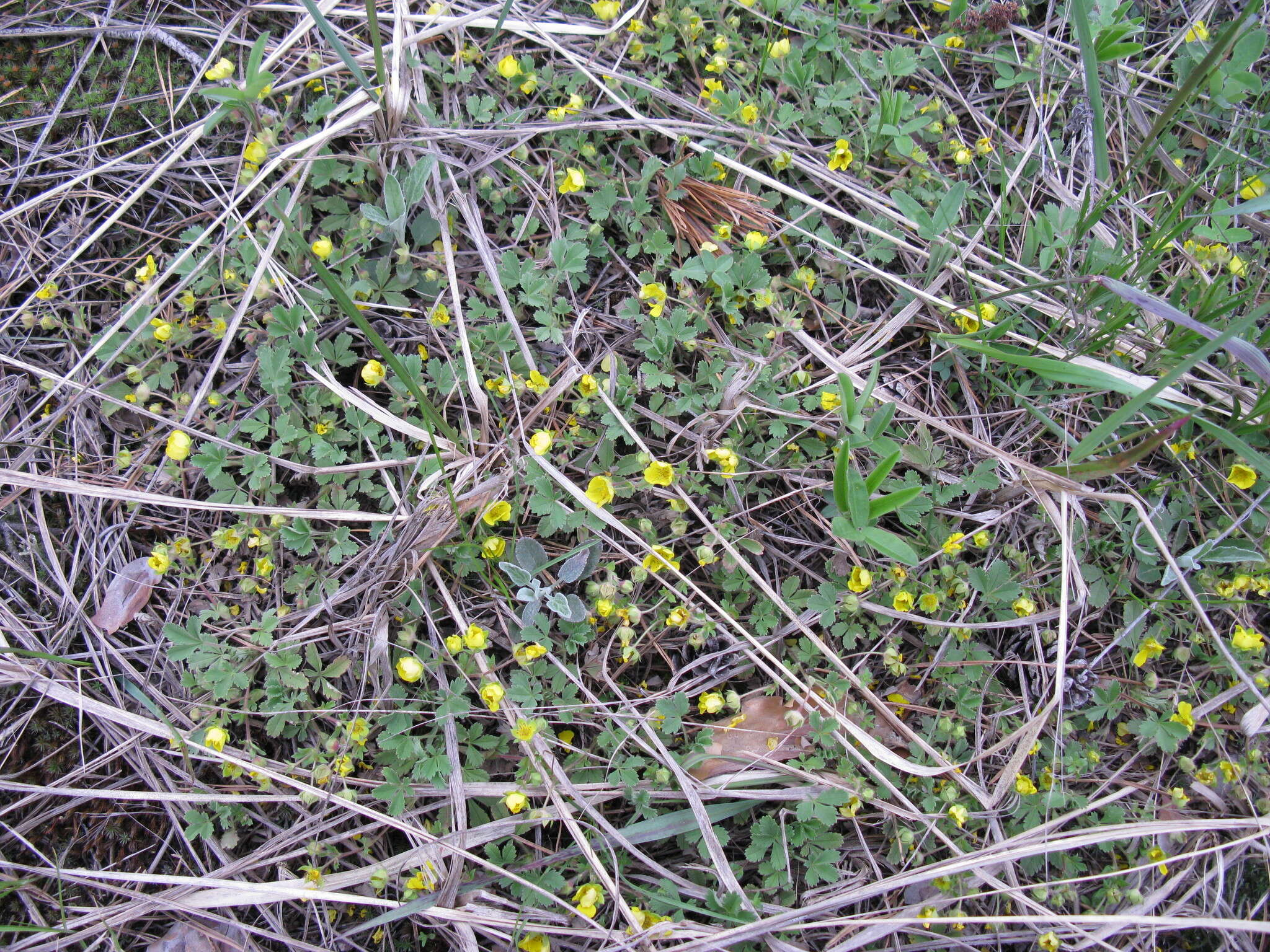 Image of Potentilla incana Gaertn. Mey. & Scherb.