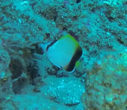 Image of African Butterflyfish