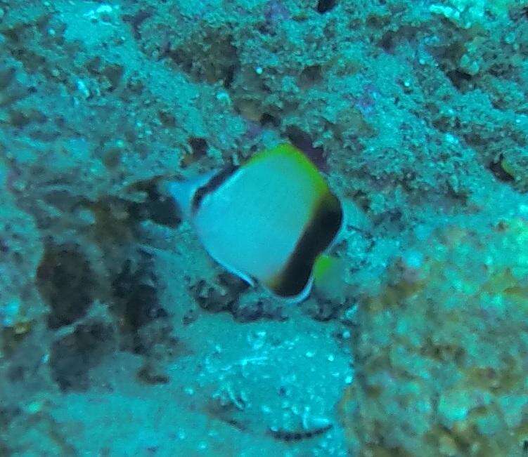 Image of African Butterflyfish