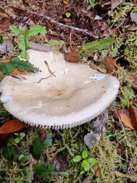 Image of Russula purpureotincta McNabb 1973