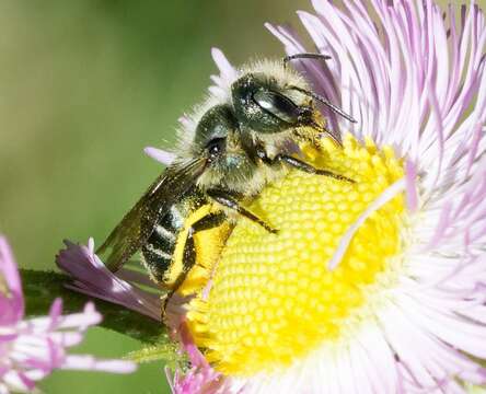 Image of Osmia georgica Cresson 1878