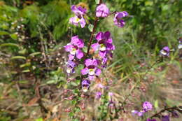 Слика од Angelonia ciliaris Robinson