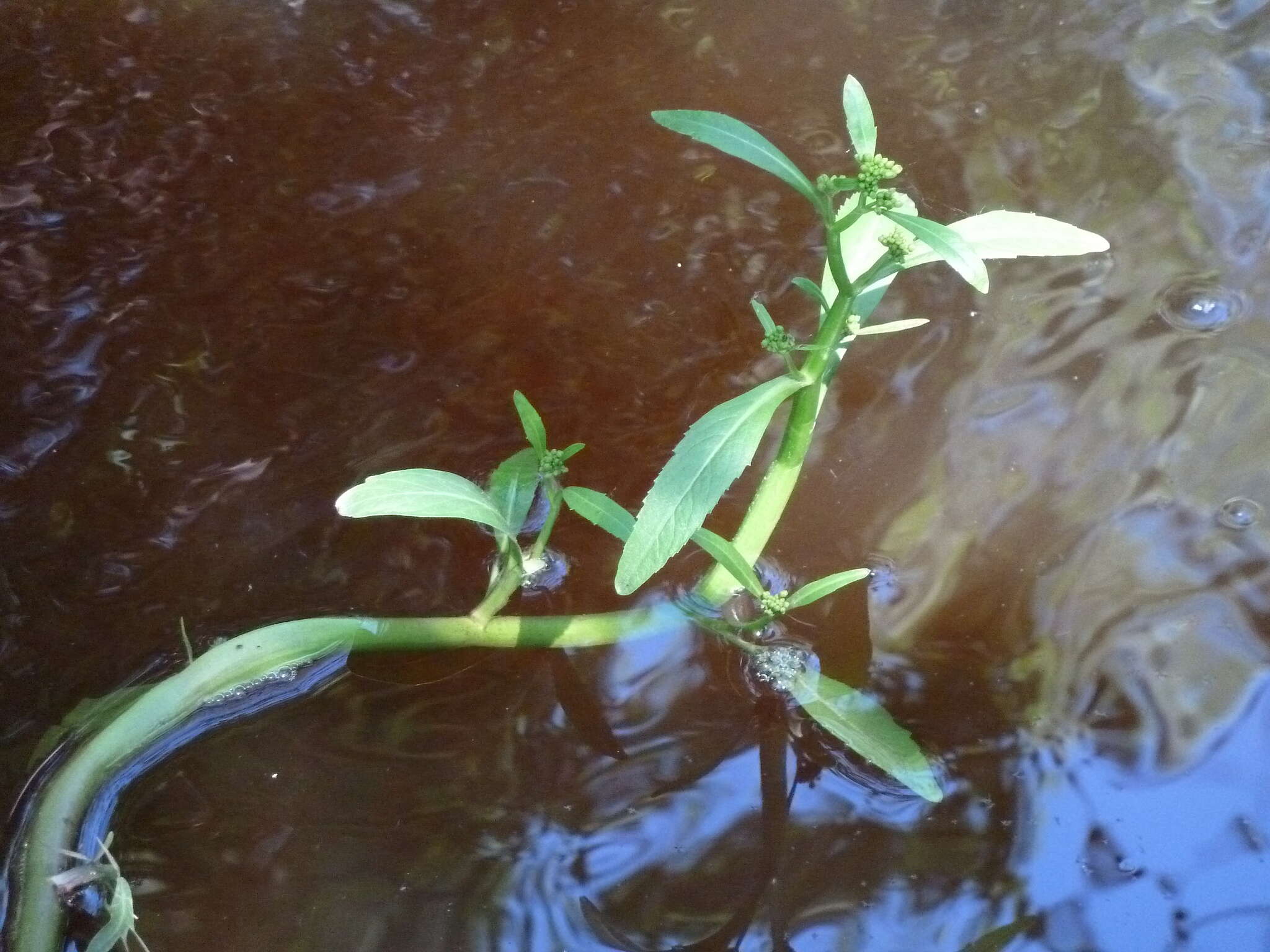 Image of Great Yellow-cress