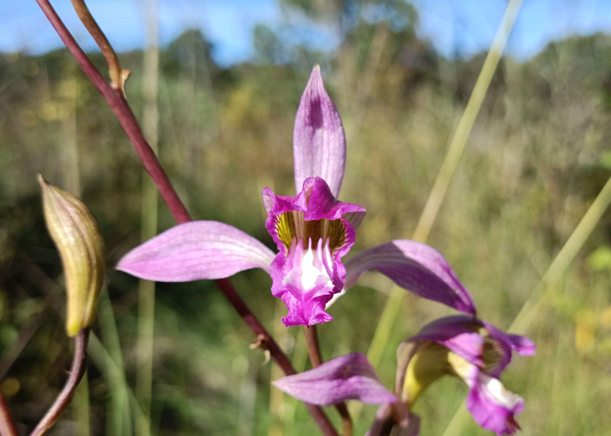 Image of Bletia neglecta Sosa