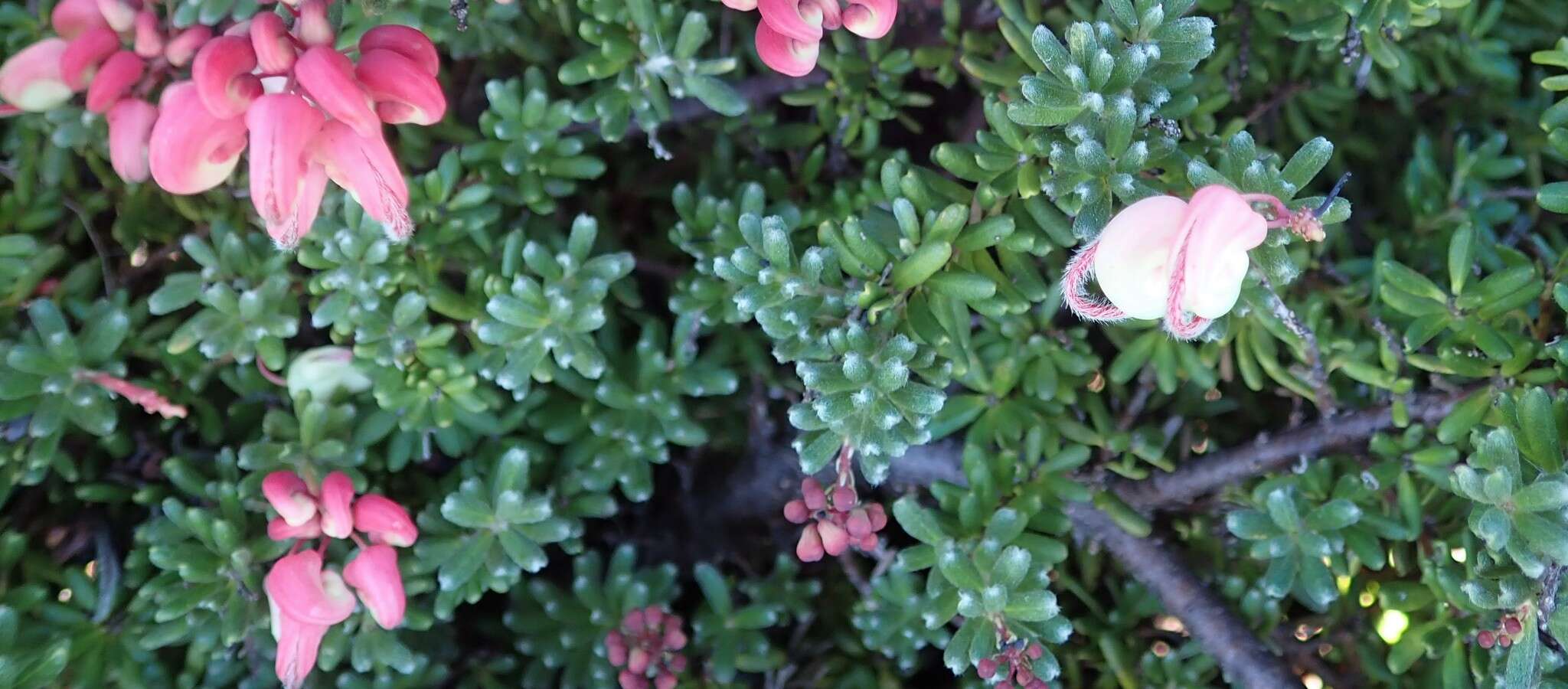 Image of Grevillea lanigera A. Cunn. ex R. Br.