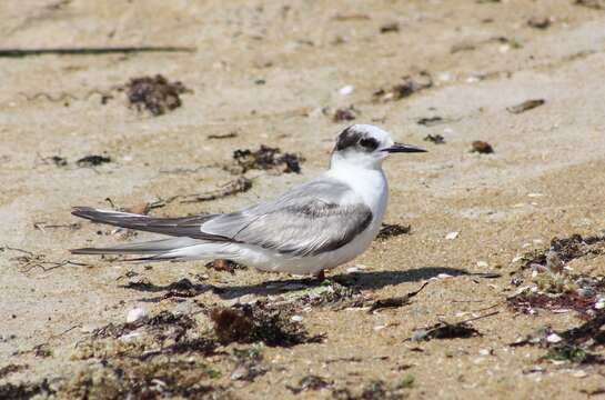 Image of Arctic Tern