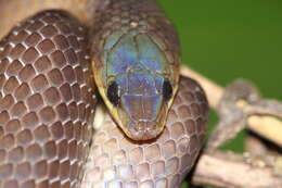 Image of Non-banded Philippine Burrowing Snake