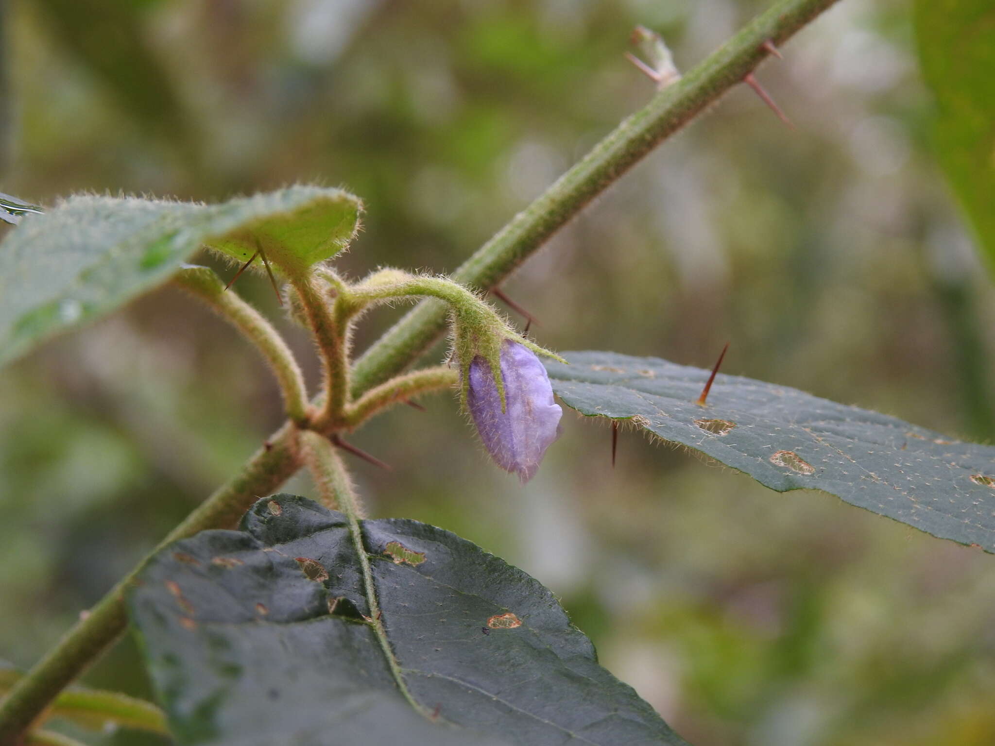 Image de Solanum stelligerum Sm.