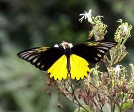 Image of Golden Birdwing