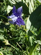 Aquilegia alpina L. resmi