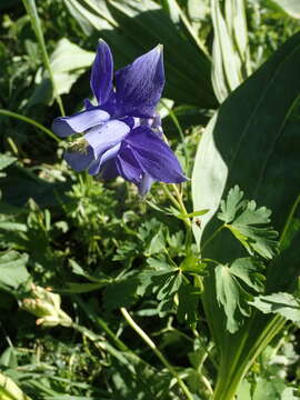 Aquilegia alpina L. resmi