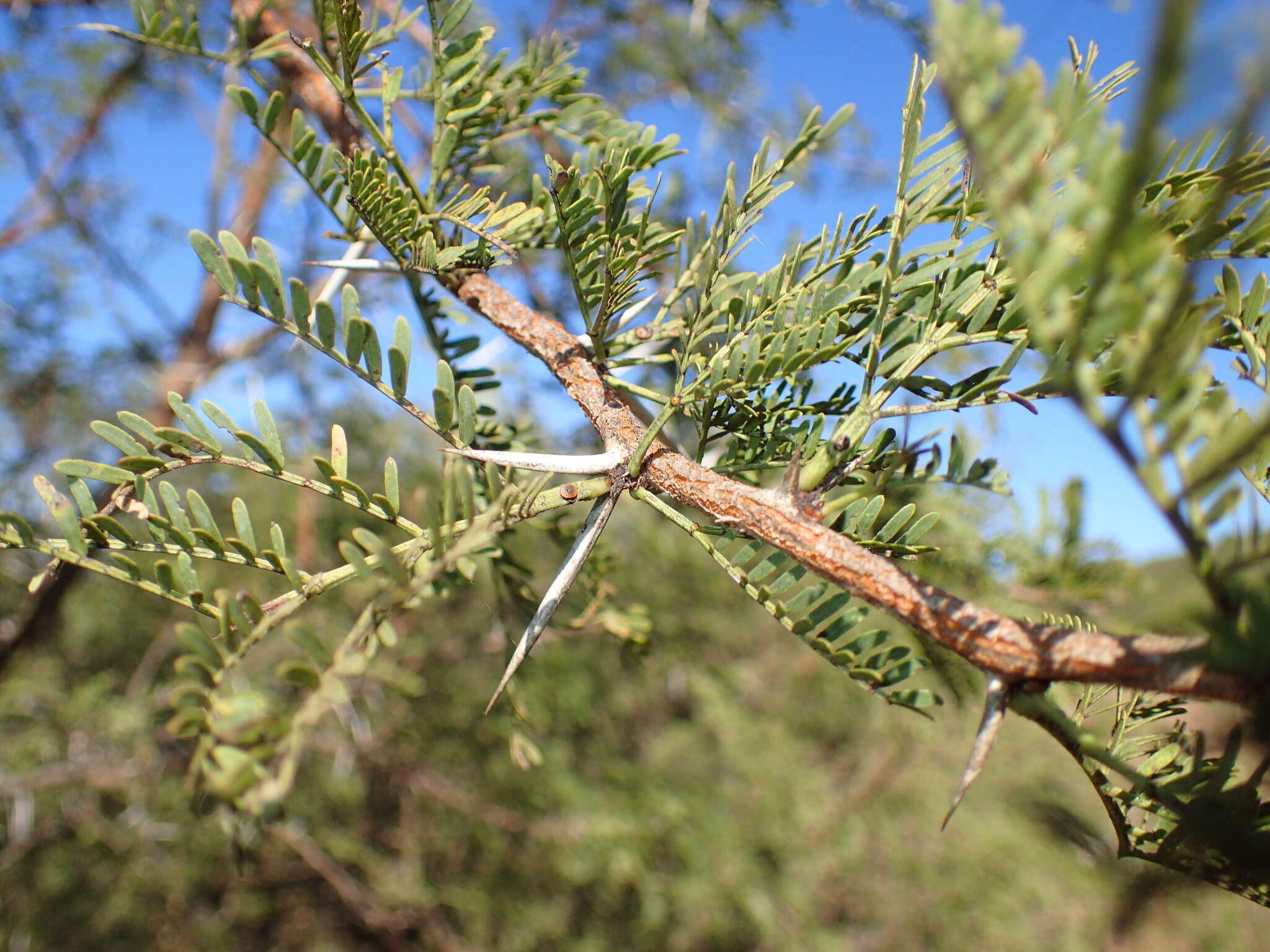 Image of Vachellia natalitia (E. Mey.) Kyal. & Boatwr.