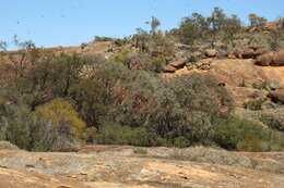 Image of Eucalyptus caesia subsp. caesia