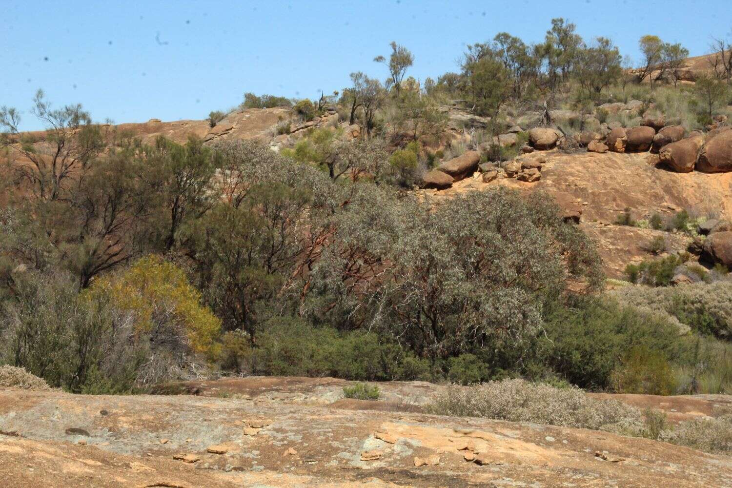 Image of Eucalyptus caesia subsp. caesia