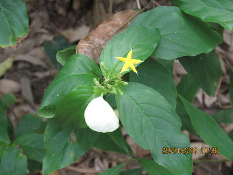 Image of Mussaenda parviflora Miq.