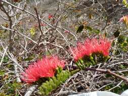 Imagem de Combretum coccineum (Sonn.) Lam.