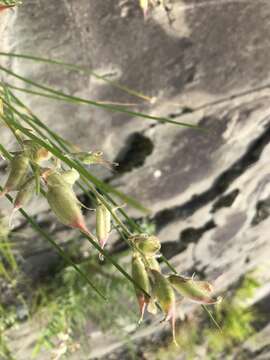 Слика од Oxytropis campestris var. johannensis Fernald