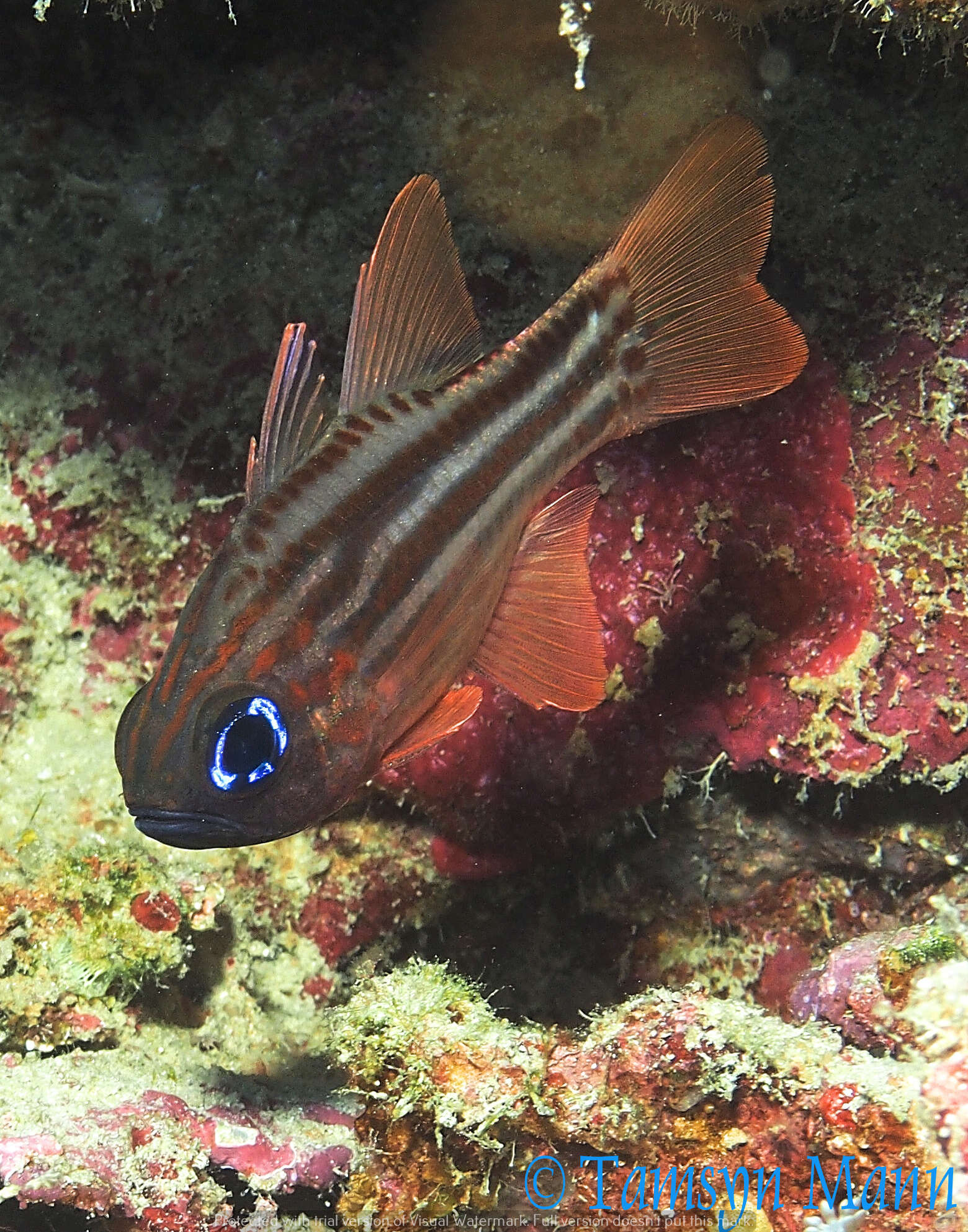 Image of Blue-eye cardinalfish
