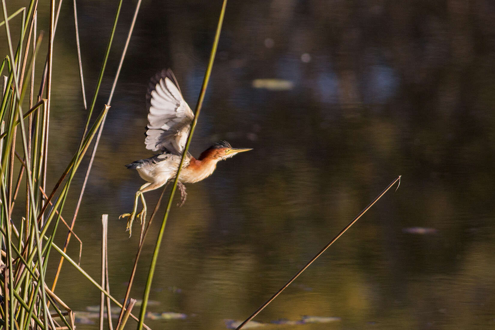 Image of Australian Little Bittern