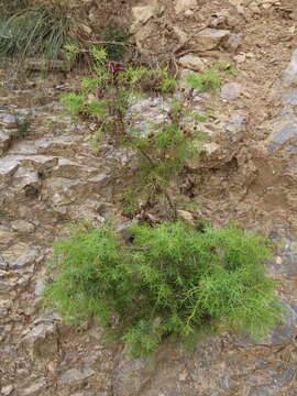 Image of Juniperus oxycedrus subsp. oxycedrus