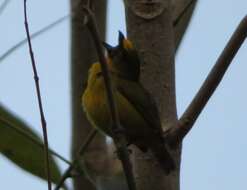 Euphonia mesochrysa Salvadori 1873 resmi