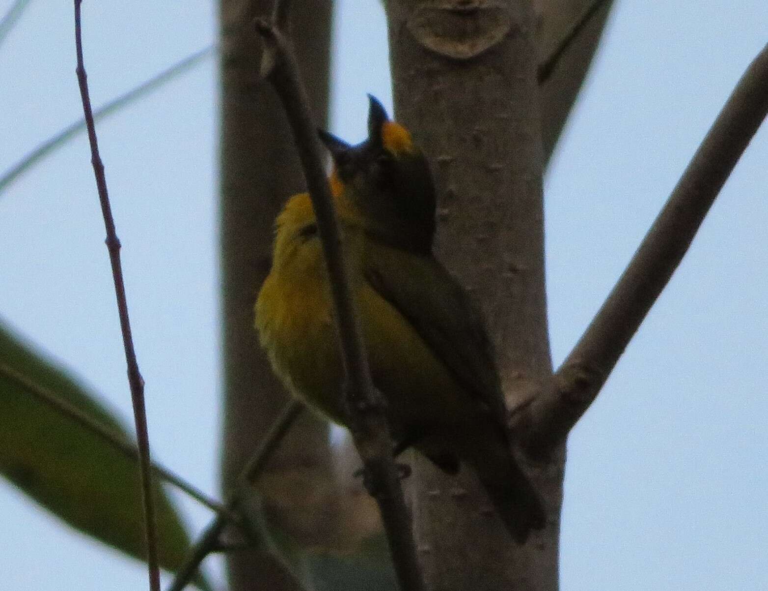 Image of Bronze-green Euphonia