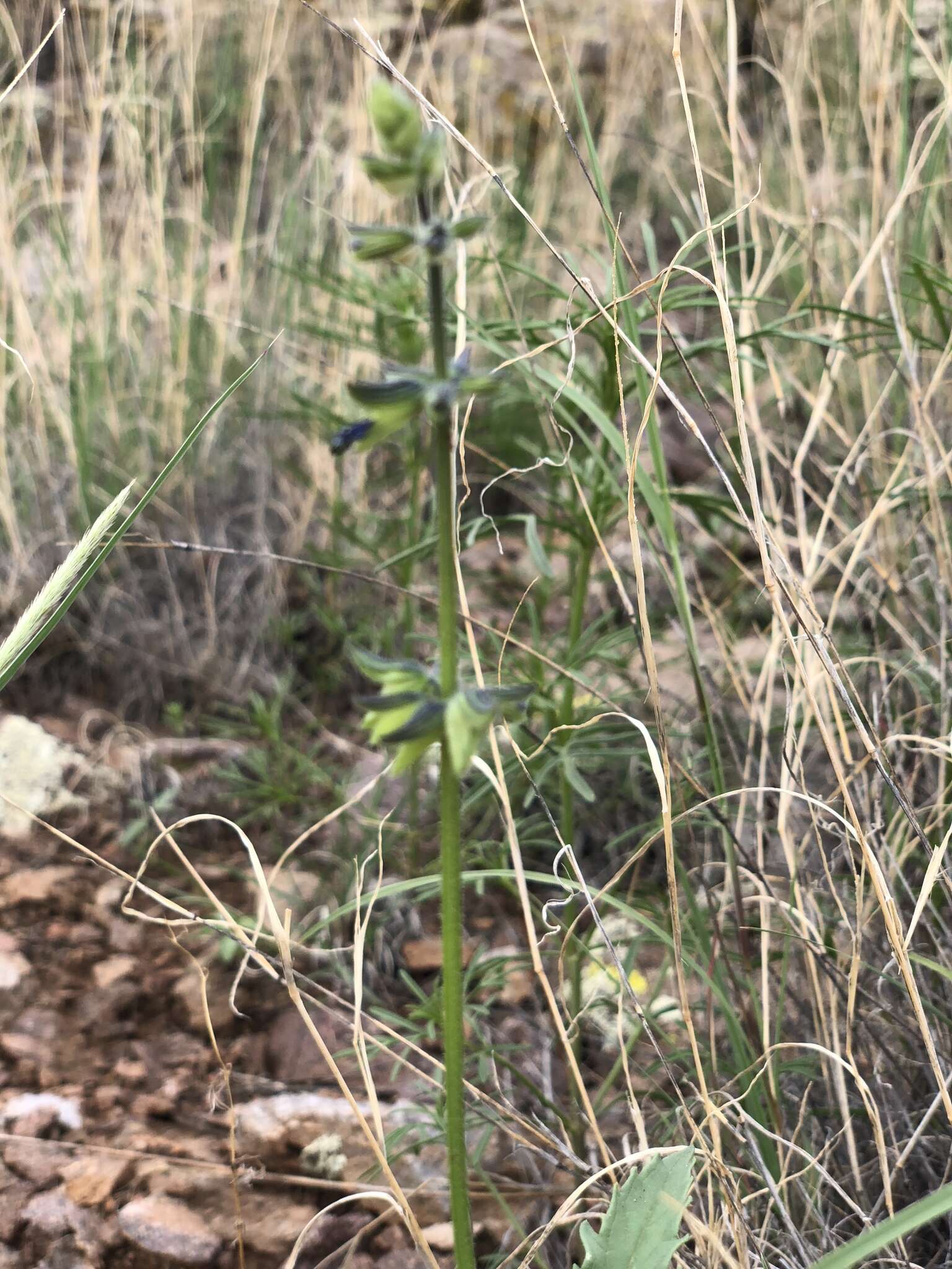 Image of sawtooth sage