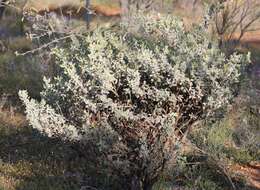 Image of Eremophila forrestii subsp. forrestii