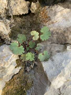 Image of Charleston Mountain Kitten's-Tail