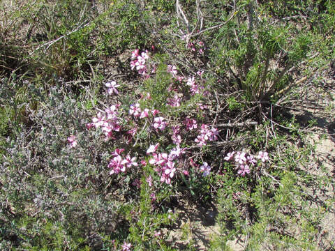 Image of Pachypodium succulentum (L. fil.) Sweet