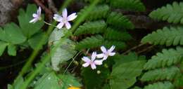 Image of Claytonia sibirica var. sibirica