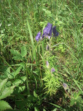 Image of Aconitum volubile var. pubescens Regel