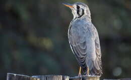 Plancia ëd Turdus litsitsirupa (Smith & A 1836)