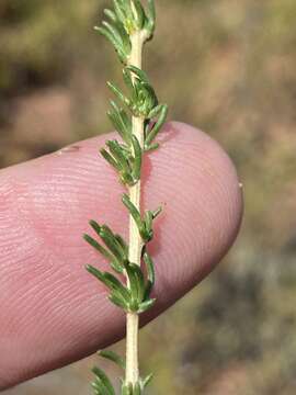 Image of Aspalathus corrudifolia Bergius