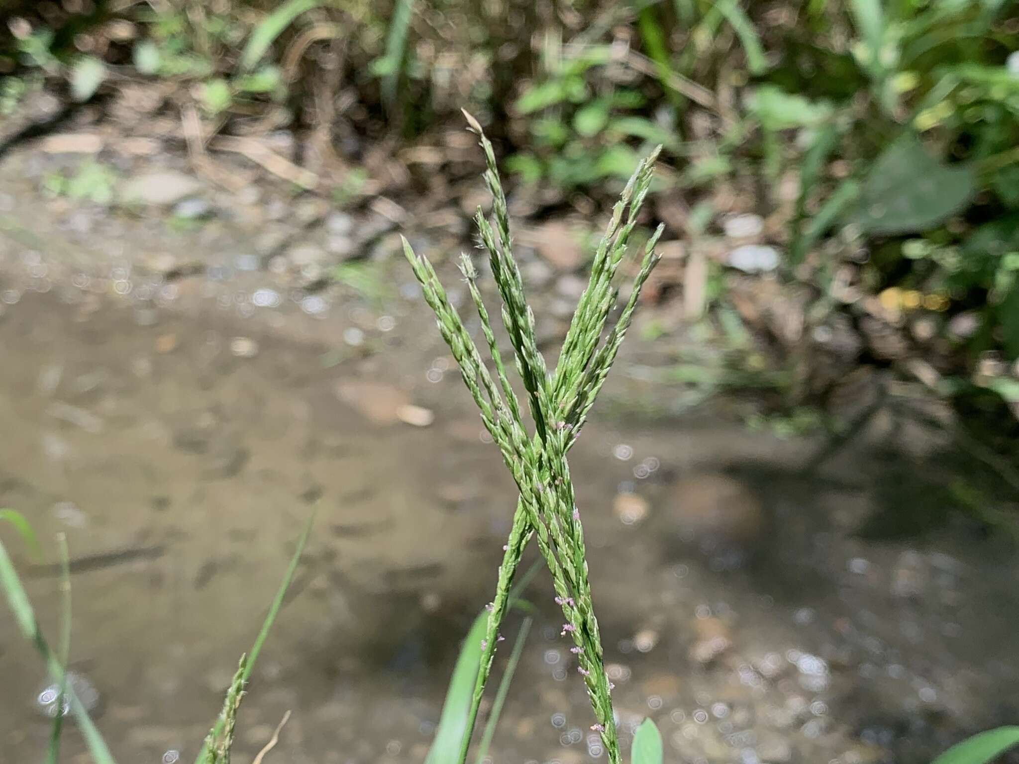 Image of Digitaria henryi Rendle