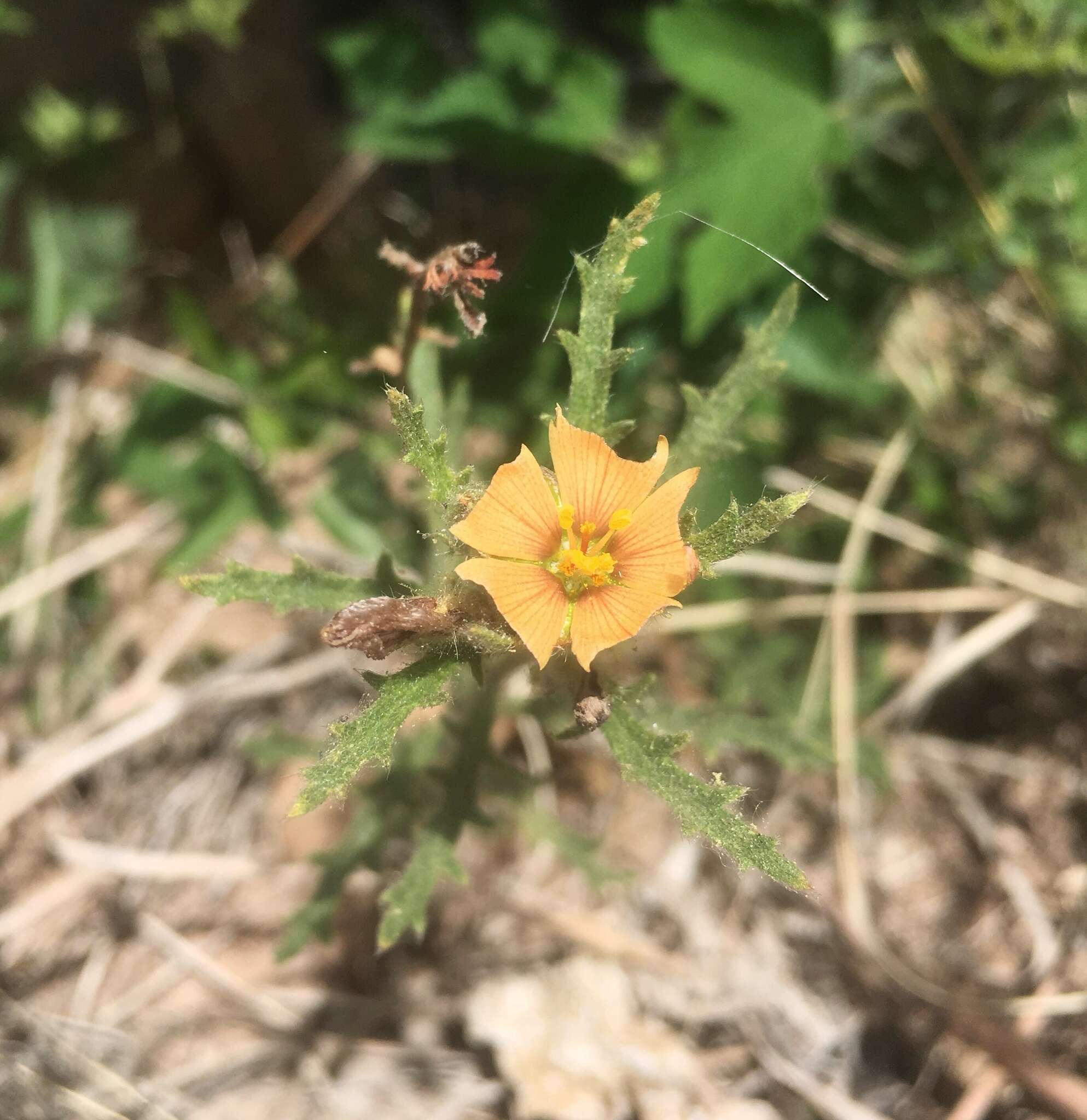 Image of Turnera sidoides subsp. pinnatifida (Juss. ex Poir.) M. M. Arbo