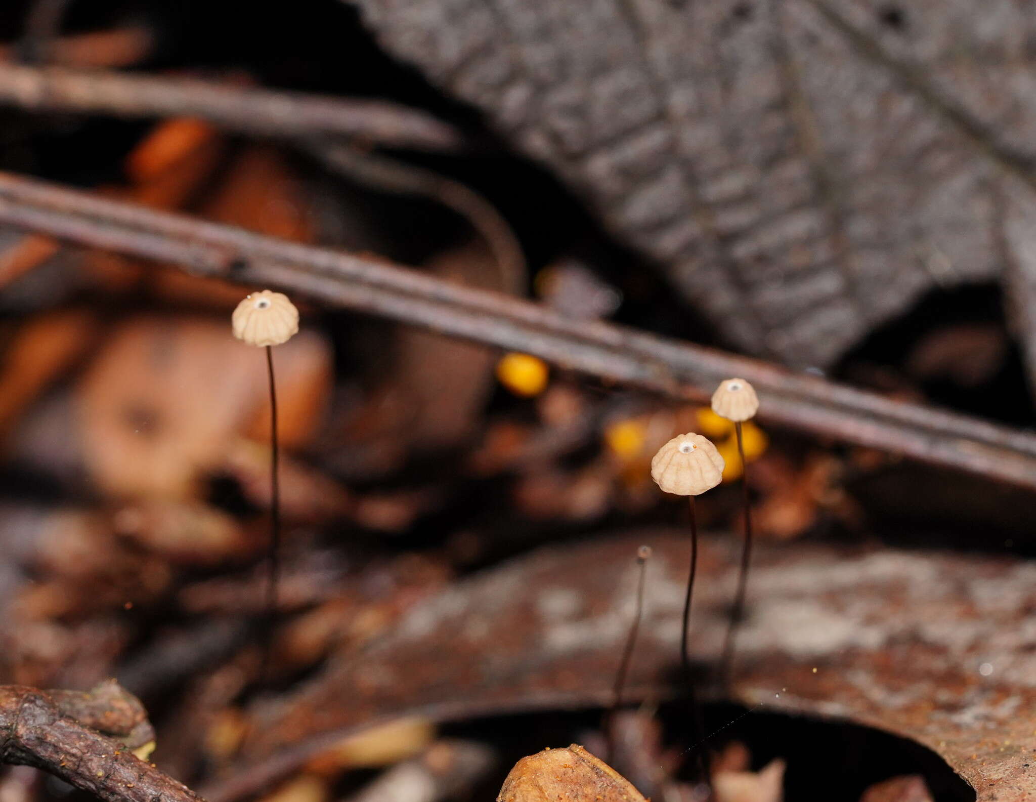 Image of Marasmius crinis-equi F. Muell. ex Kalchbr. 1880