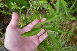 Image of Hoheria sexstylosa var. ovata (Simpson & Thomson) Allan