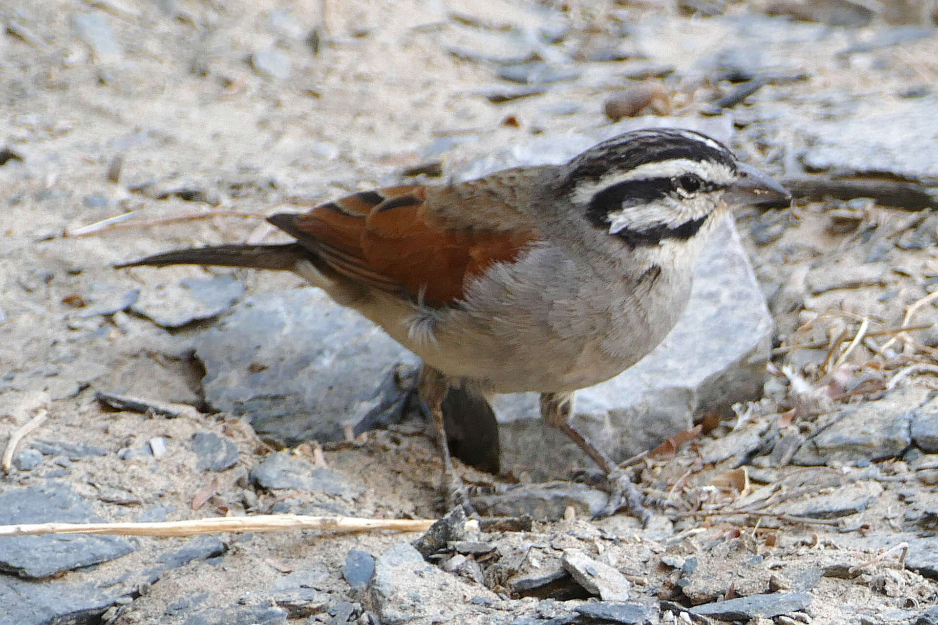 Image of Emberiza capensis bradfieldi (Roberts 1928)